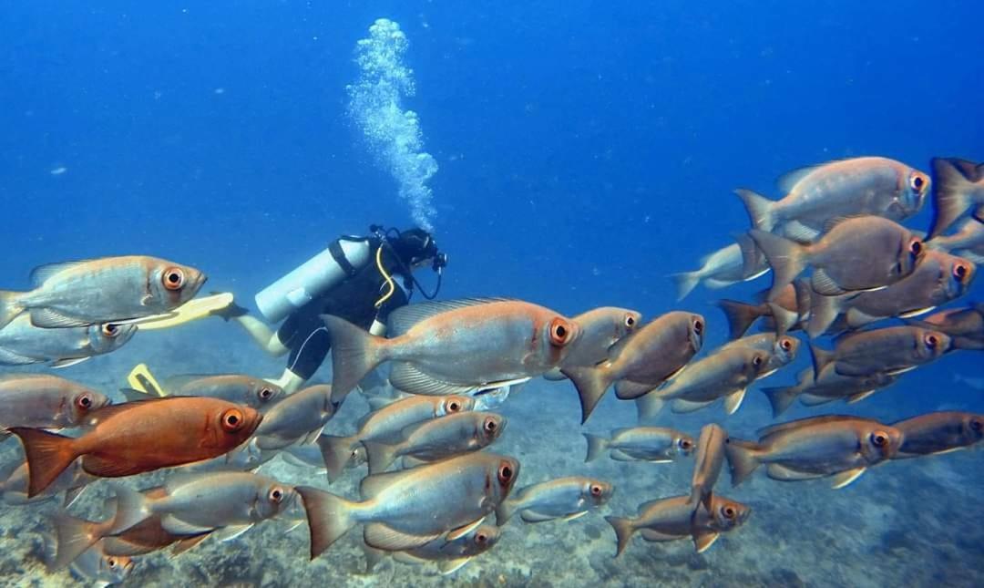 Ratu Kini Dive & Stay Mana Island Luaran gambar